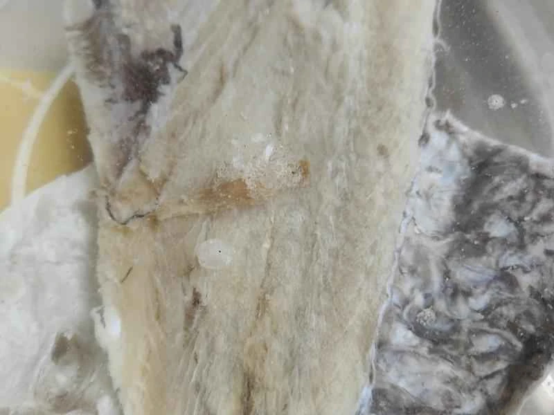 How to make pure milk hand-torn toast: Step 1